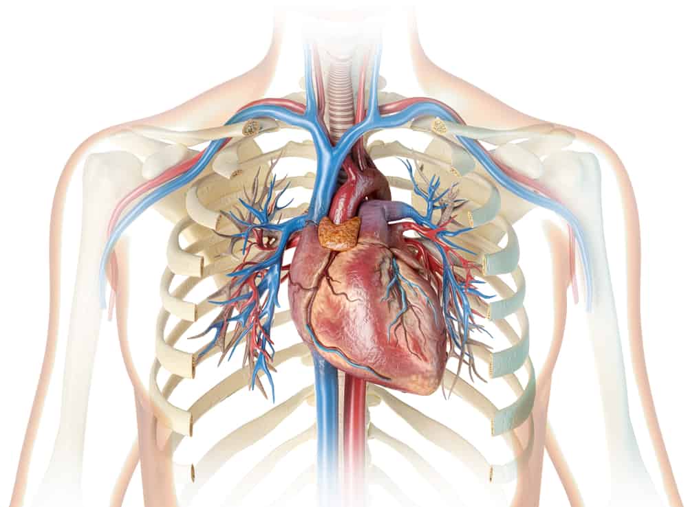 Cuore umano con vasi, albero bronchiale e gabbia toracica tagliata. Su sfondo bianco. Rendering 3D.