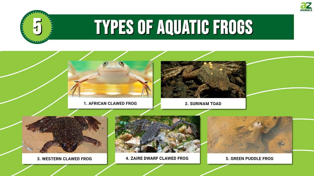 5 tipi di rane acquatiche (la maggior parte sono artigliate!)

