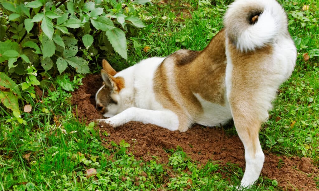 Cane che scava nel cortile