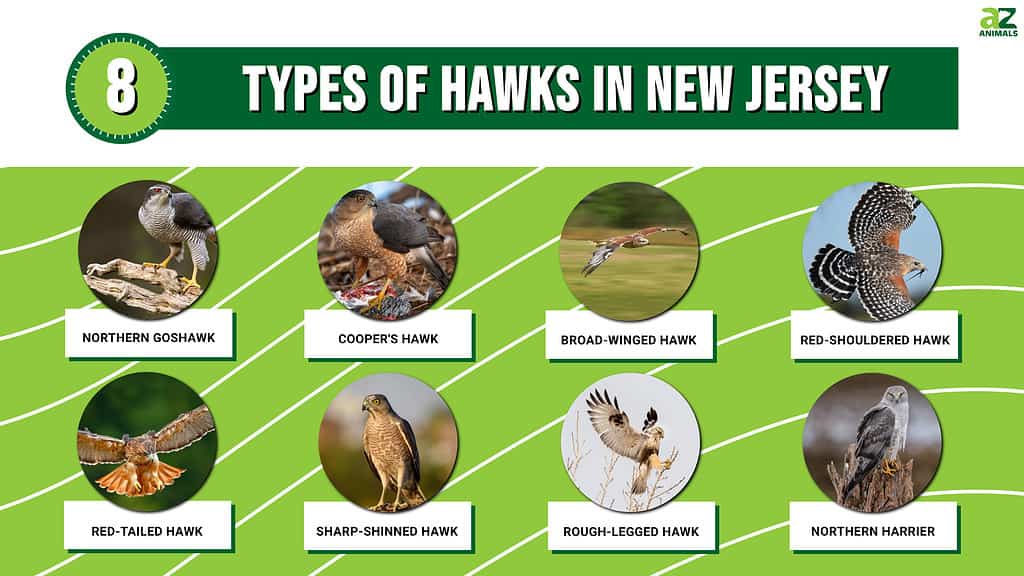 Grafico di 8 tipi di falchi nel New Jersey