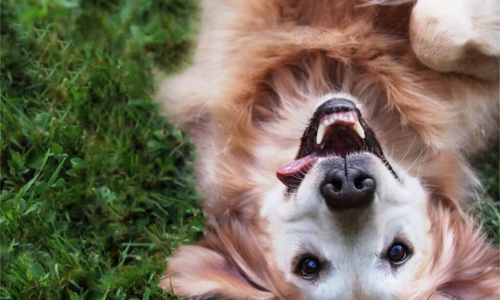 Golden retriever che rotola nell'erba