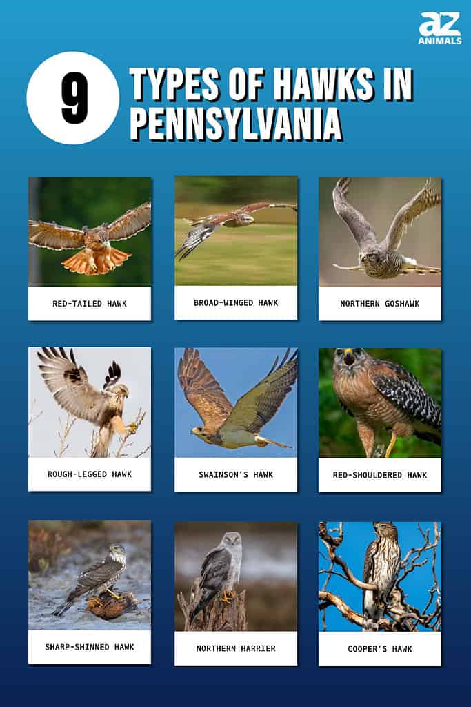 9 tipi di falchi in Pennsylvania
