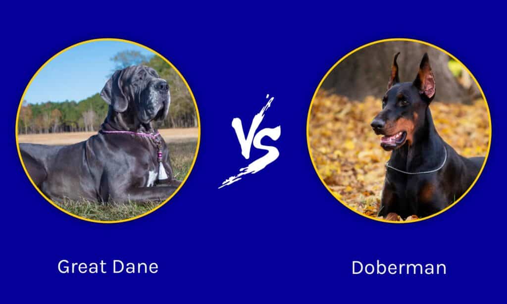 Alano contro Dobermann: quali sono le 8 differenze principali?
