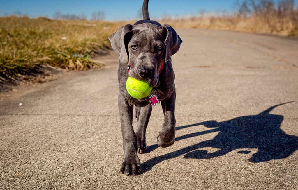 Un adorabile cucciolo di alano che porta una pallina da tennis in bocca cammina verso lo spettatore
