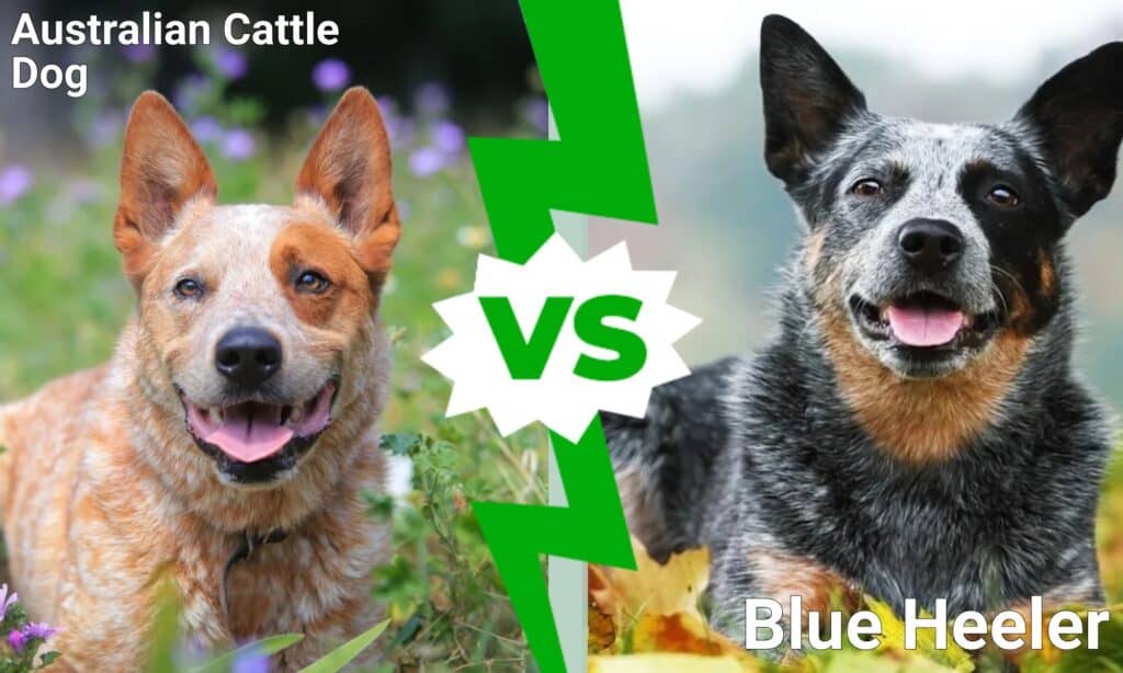 Australian Cattle Dog contro Blue Heeler