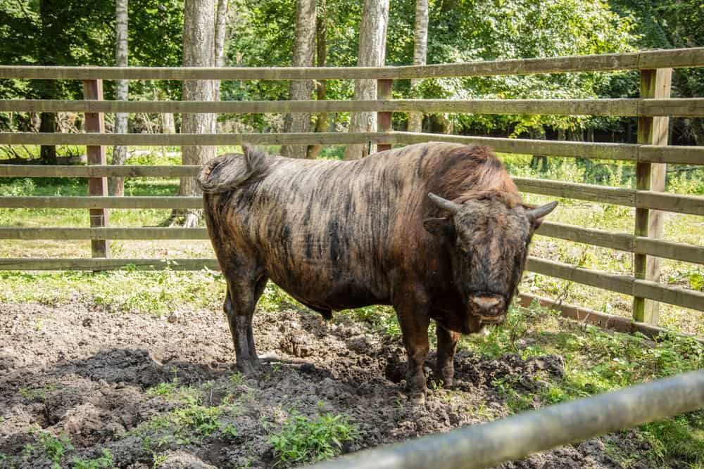 Bisonte americano (Bos taurus X Bison bison)
