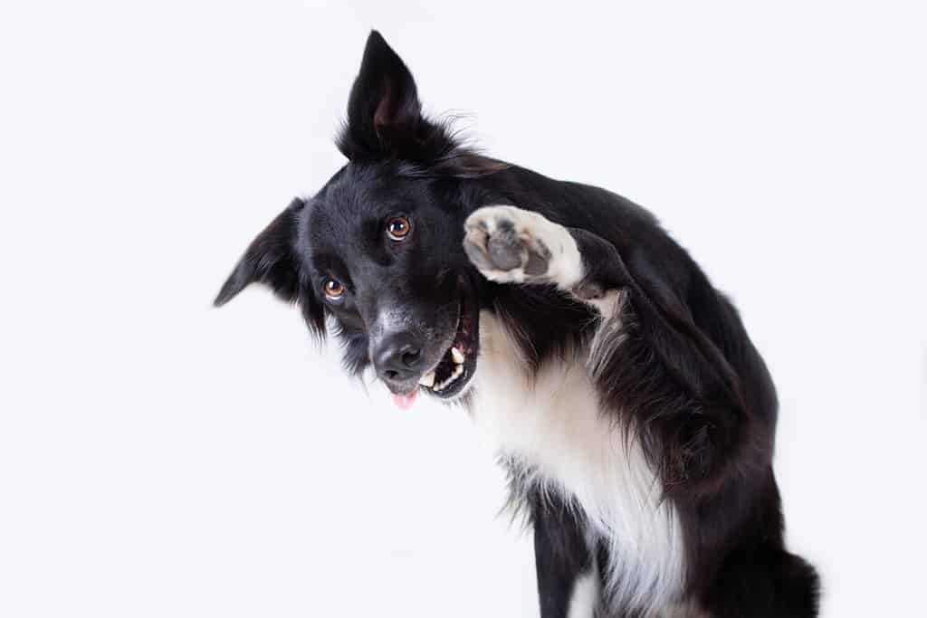 Ritratto ravvicinato di un adorabile cane Border Collie di razza pura che guarda di lato sollevando una delle sue zampe anteriori isolato su sfondo grigio con spazio per la copia. Cucciolo divertente che mostra la lingua, bocca aperta.
