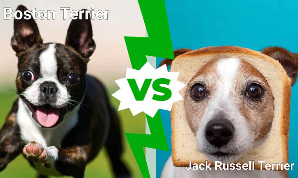 Boston Terrier contro Jack Russell: 4 differenze principali spiegate
