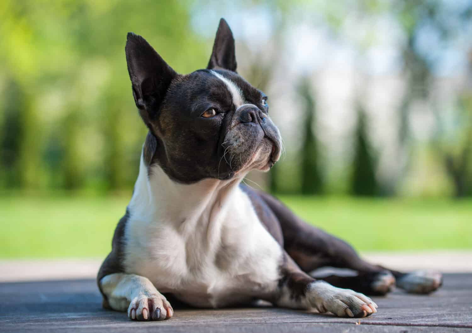 Un cane Boston Terrier. 