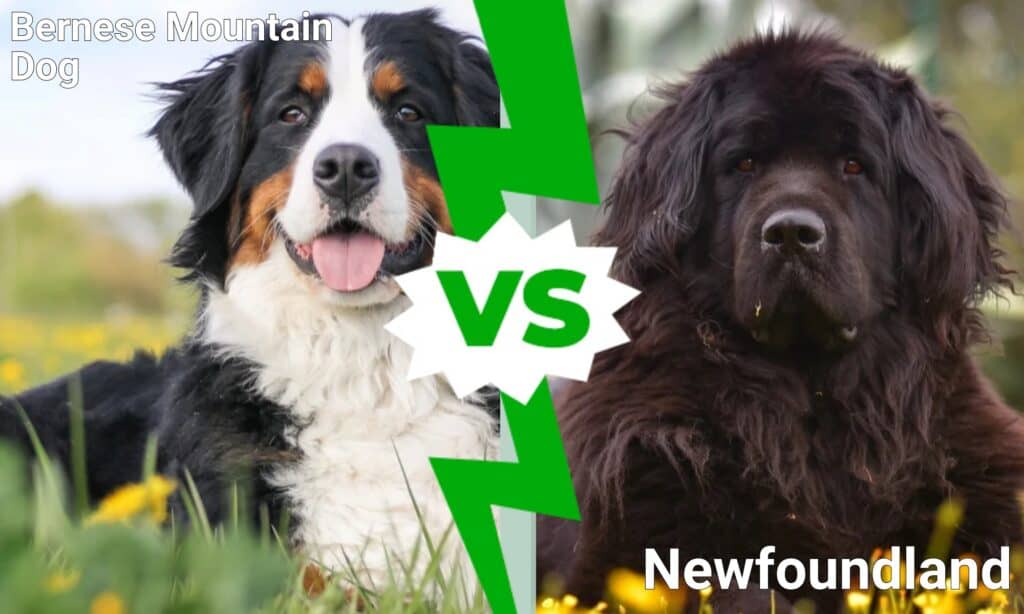 Bovaro bernese contro Terranova