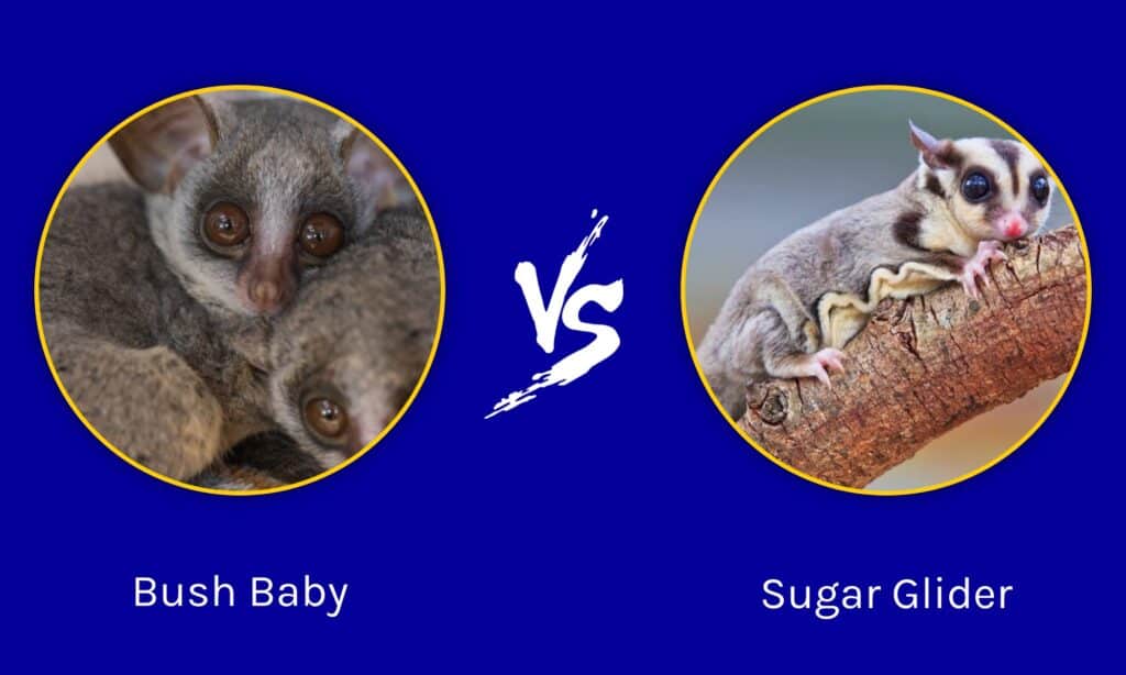 Bush Baby contro petauro dello zucchero