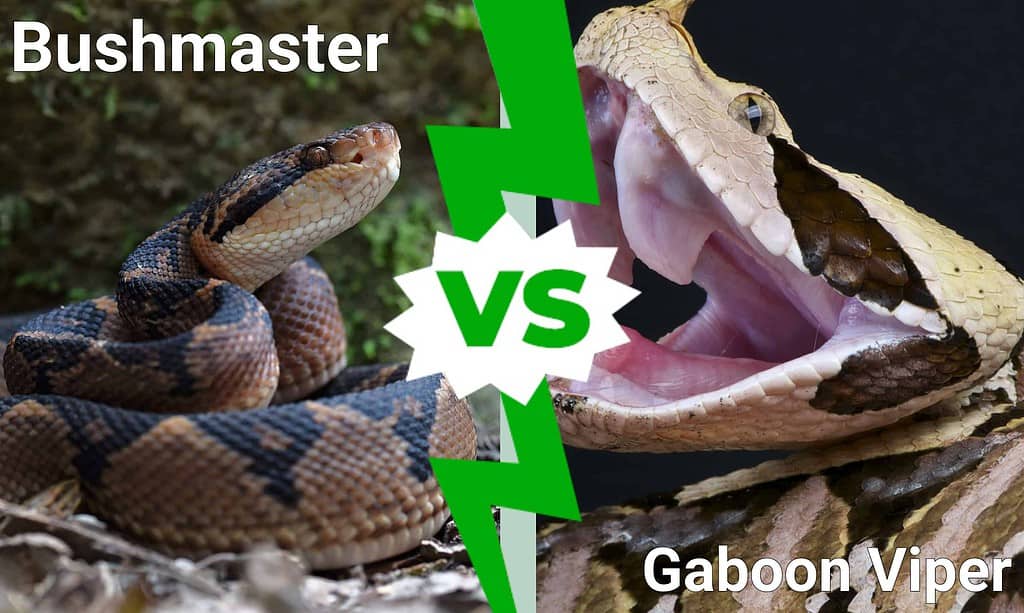 Bushmaster vs Vipera del Gabon: differenze principali
