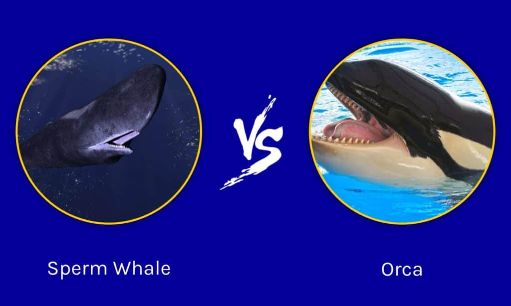 Capodoglio contro orca: chi vincerebbe in uno scontro?
