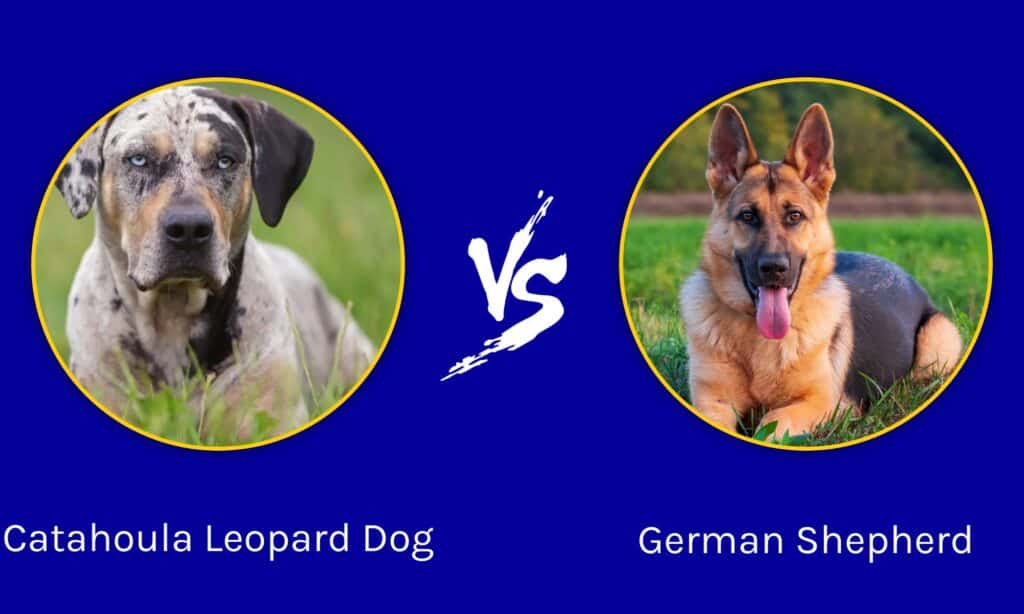 Catahoula Leopard Dog e pastore tedesco: quali sono le differenze?
