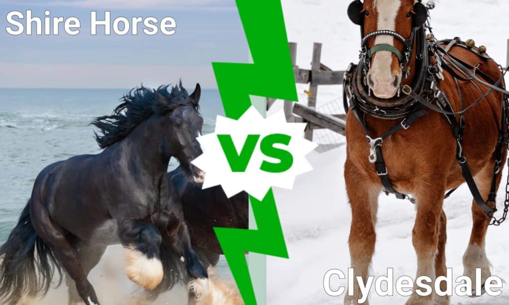 Cavallo Shire contro Clydesdale: come distinguere l'uno dall'altro?
