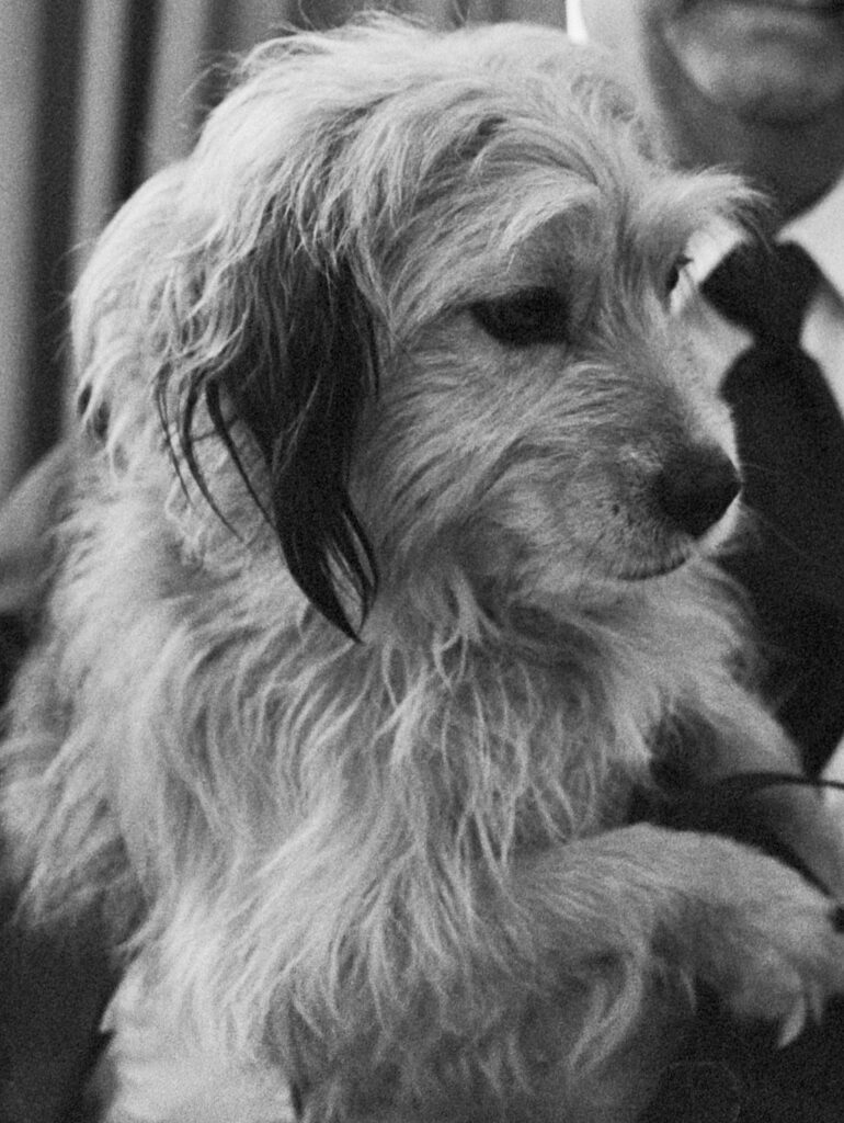 Benji (interpretato da Benjean) nel 1979Conferenza stampa con il cane Benji all'Amstel Hotel di Amsterdam