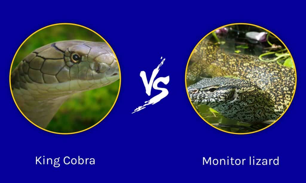 Cobra reale contro varano: chi vincerebbe in uno scontro?
