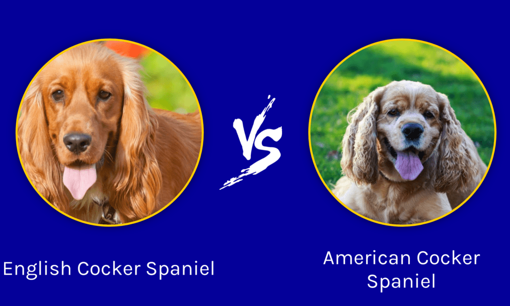 Cocker Spaniel Inglese vs Cocker Spaniel Americano: Quali Sono le Differenze?
