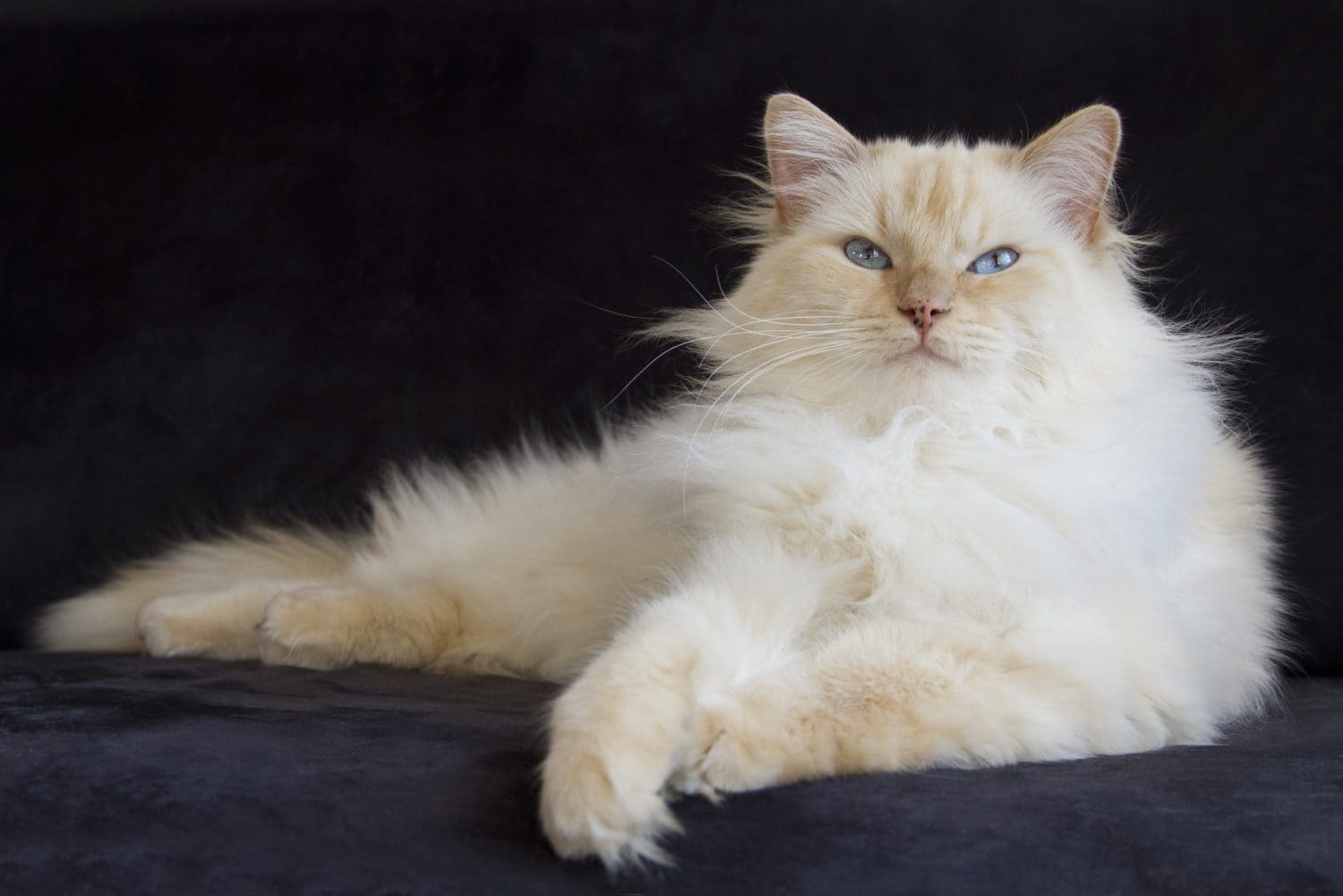 Ragdoll color crema sdraiata su un divano nero