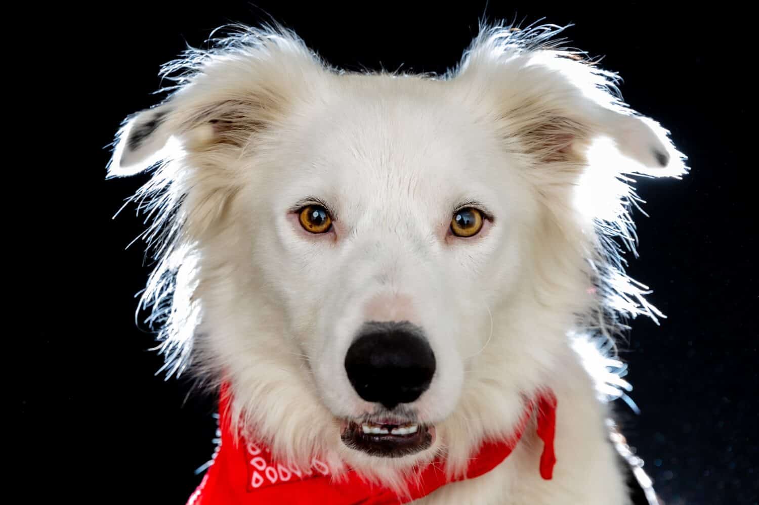 Border collie bianco e border collie tricolore
