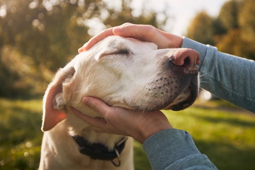 Uomo che accarezza il suo vecchio cane