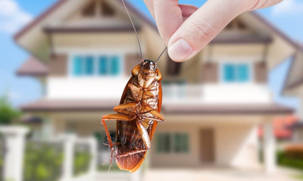 Esca in gel per scarafaggi Advion