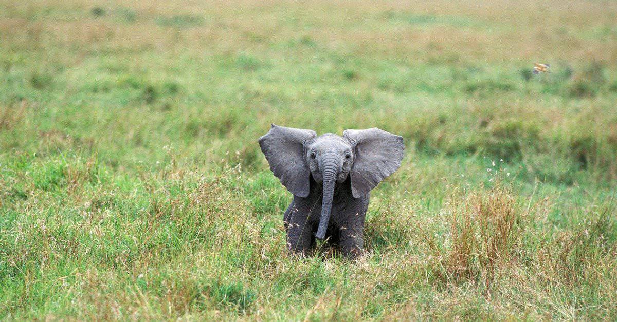 Elefante bambino - Elefante africano