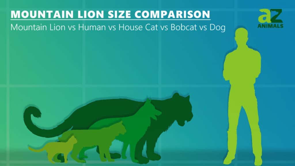 confronto delle dimensioni del puma con il gatto domestico Bob Cat e il cane
