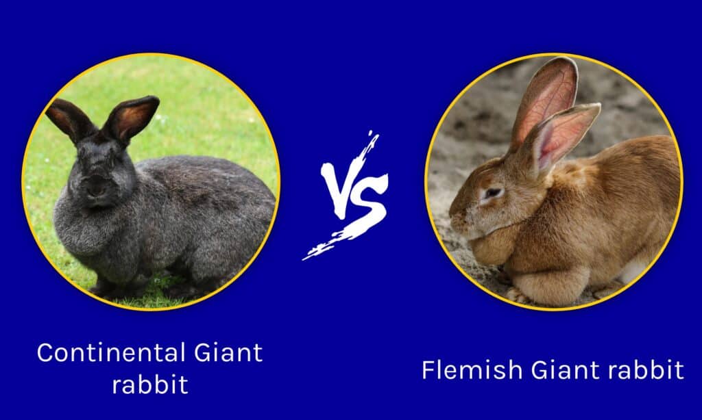 Conigli giganti continentali e fiamminghi: differenze chiave per distinguerli
