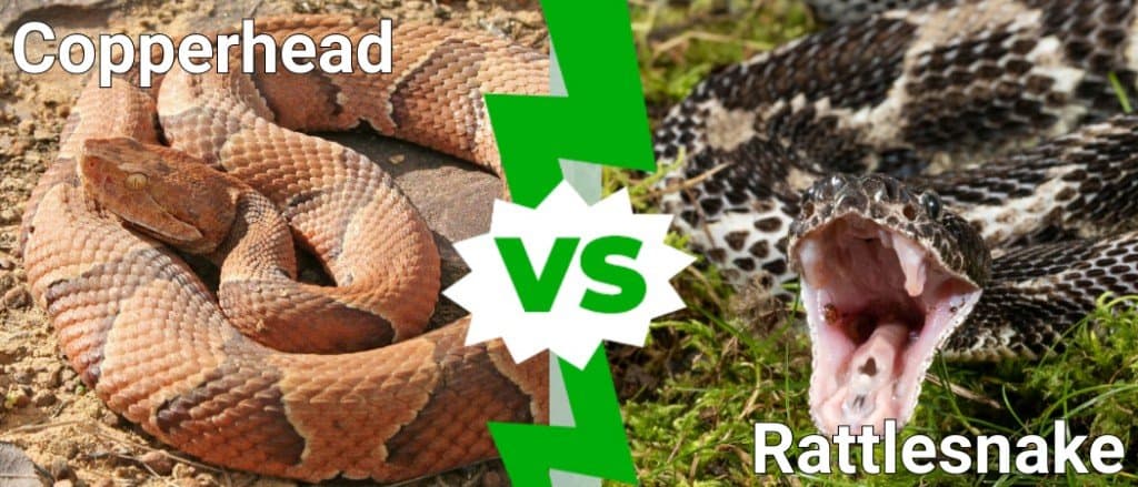 testa di rame contro serpente a sonagli