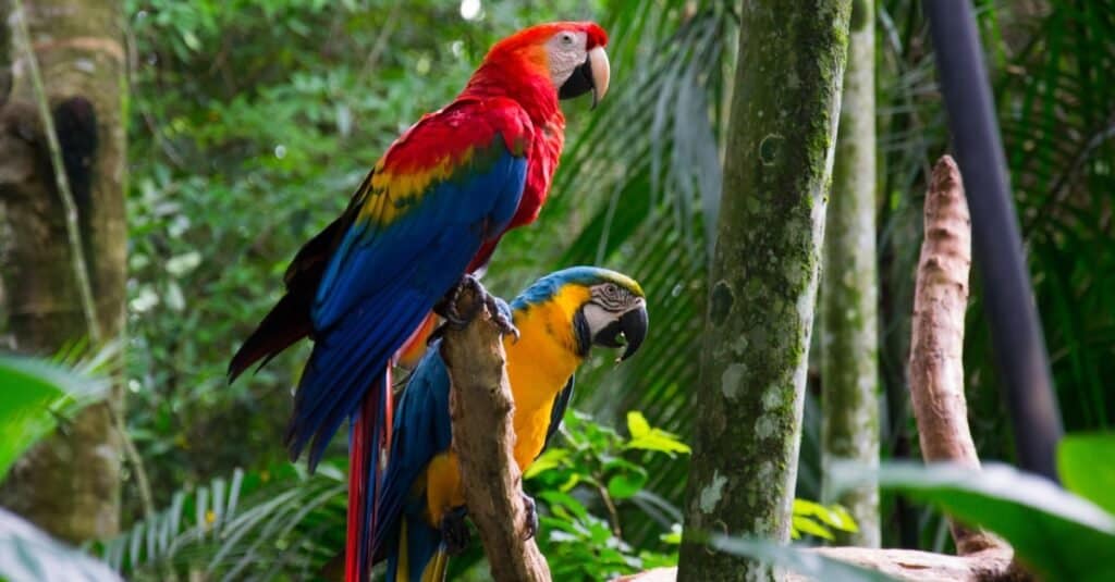 Cosa mangiano gli Ara?