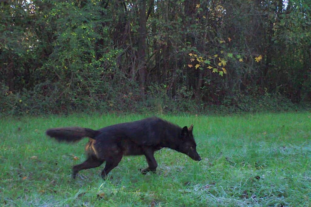 Coy Dog – Mix di Coyote Dog: tutto ciò che devi sapere su questo ibrido
