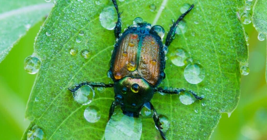 Coleottero giapponese con gocce d'acqua