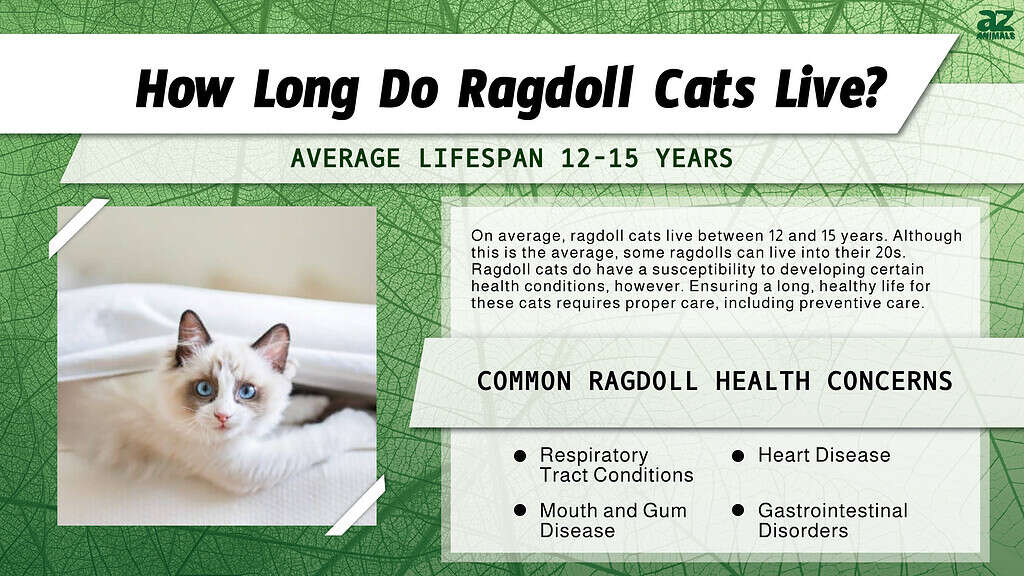 Infografica sulla durata della vita del gatto ragdoll 