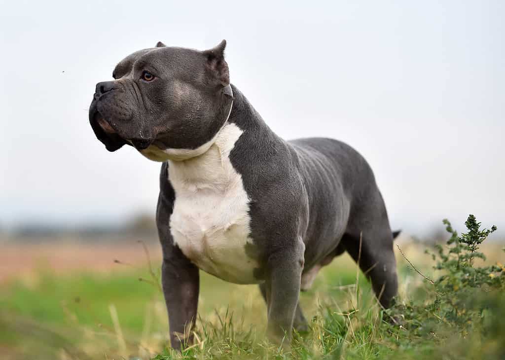 Grande cane bullo americano