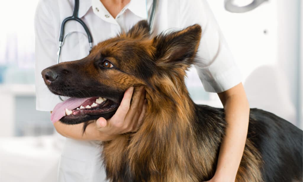 Un pastore tedesco a pelo lungo presso lo studio veterinario