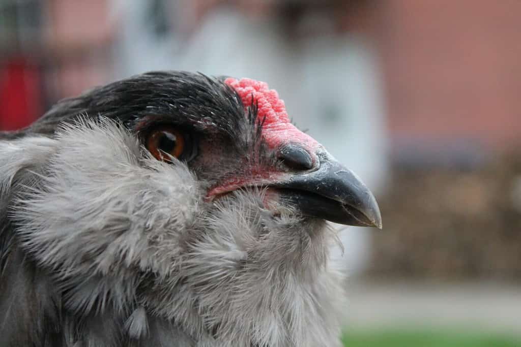 Gallina Ameraucana contro Gallo: Età e Sviluppo