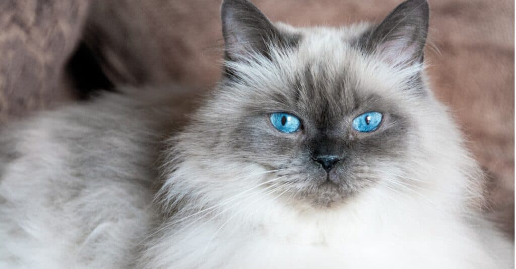Himalayano con occhi azzurri