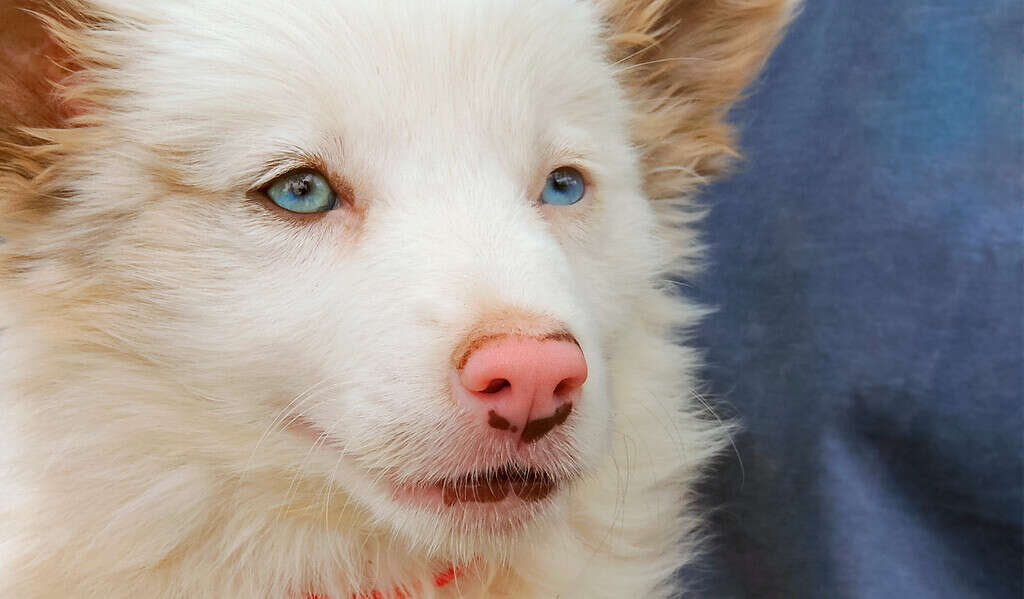 Giornata nazionale dell'Australian Shepherd 2025: data, origine e modi per festeggiare

