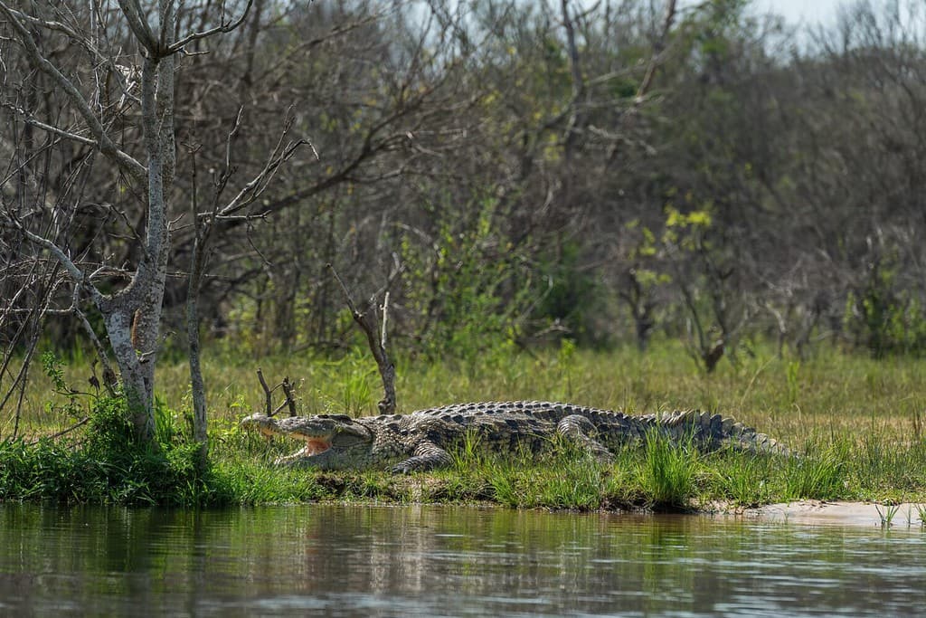 Coccodrillo del Nilo - Crocodylus niloticus, grande coccodrillo originario dei laghi e dei fiumi africani, fiume Nilo, cascate Murchison, Uganda.