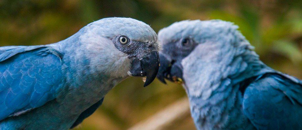 Gli Ara blu sono estinti?
