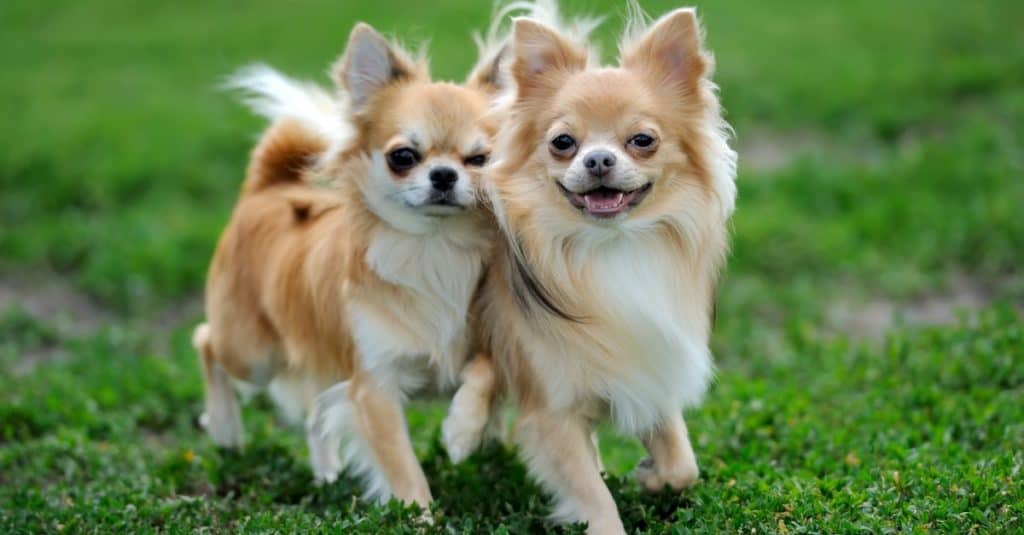Due cani Chihuahua a pelo lungo con testa di mela 