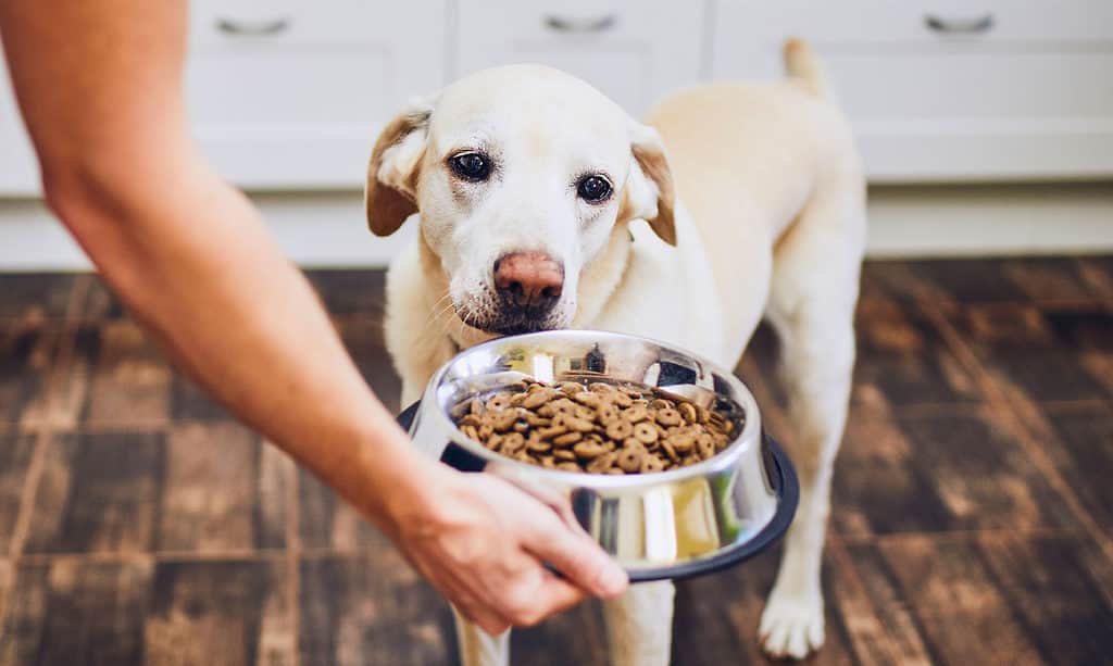 Cane, Mangiare, Nutrire, Cibo, Animali domestici