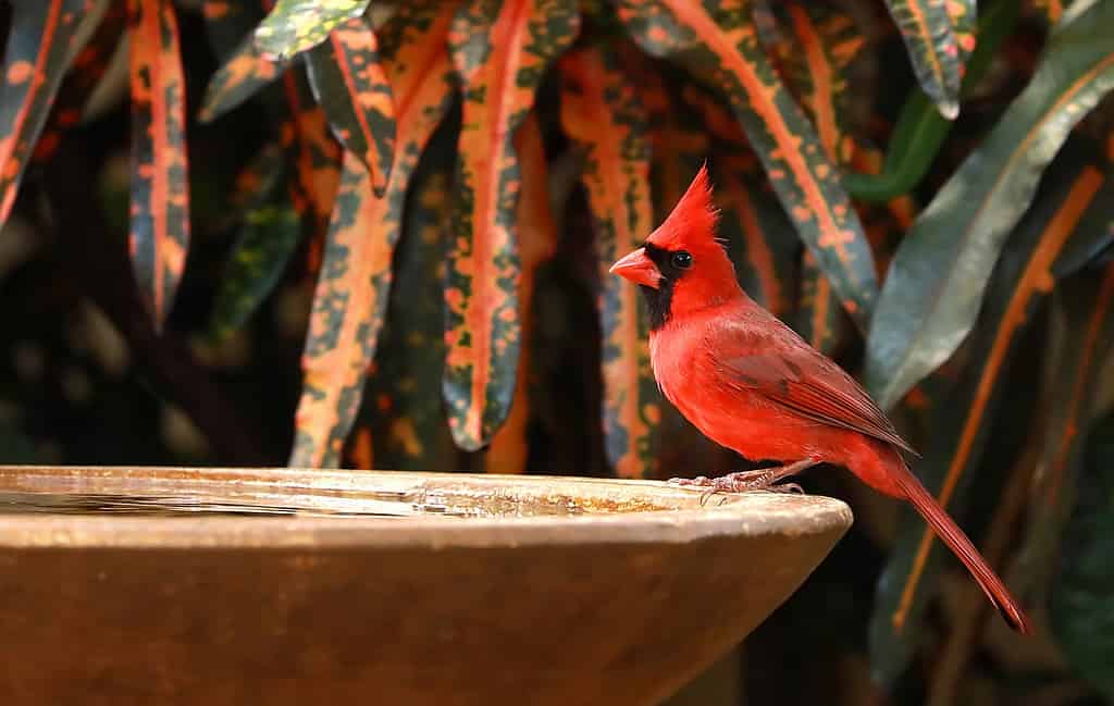 Uccello cardinale rosso