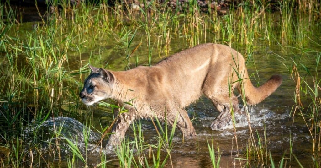 I gatti più letali - Puma