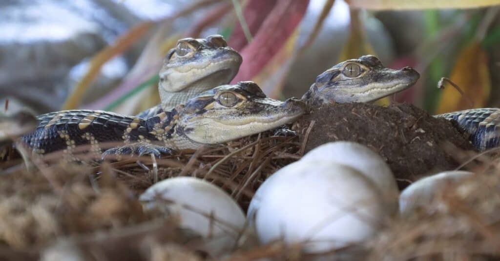 piccoli di alligatore nel loro nido