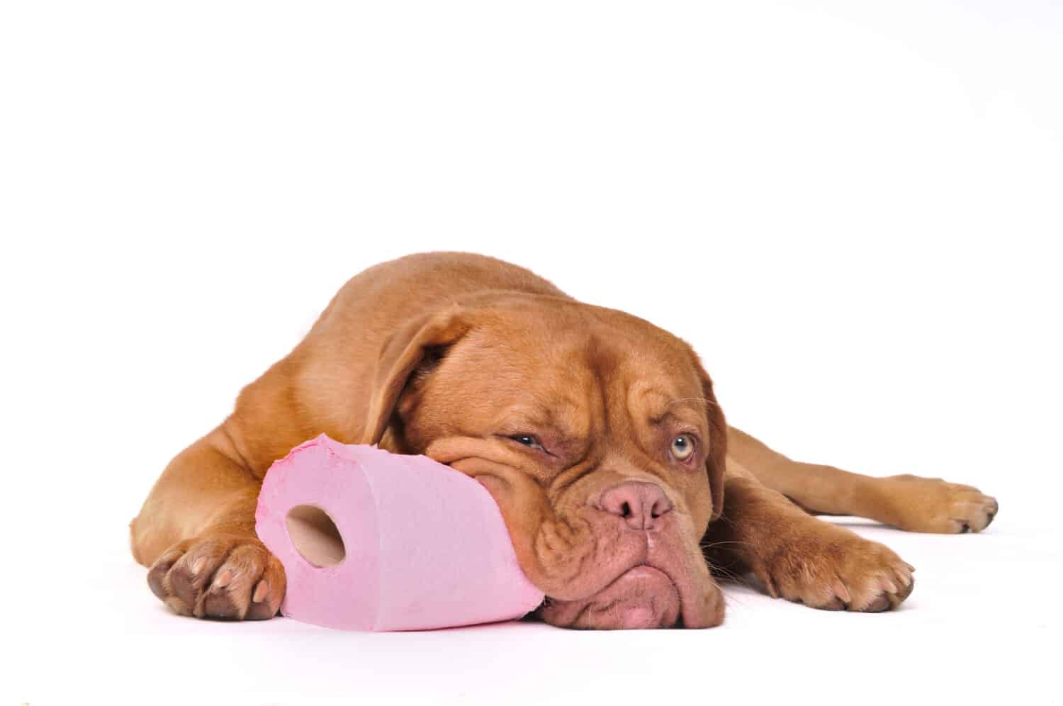 Un cane in difficoltà mostra segni di disturbi digestivi, a dimostrazione dell'impatto dell'indigestione sul benessere dei cani.