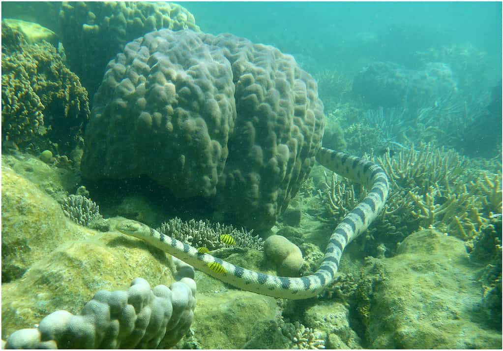 serpente marino dalla testa olivastra