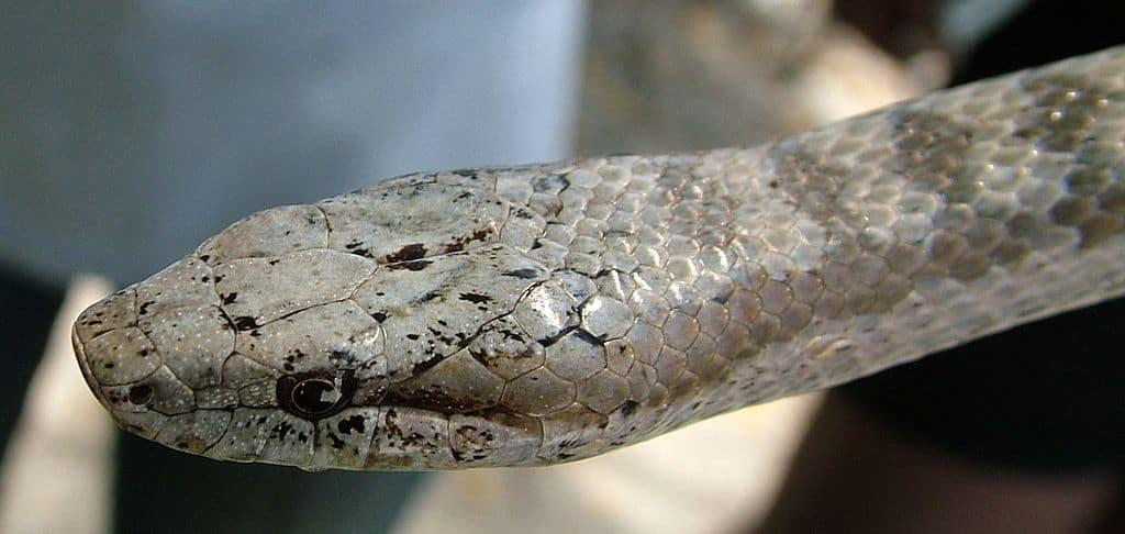Incontra gli 8 serpenti più rari del mondo
