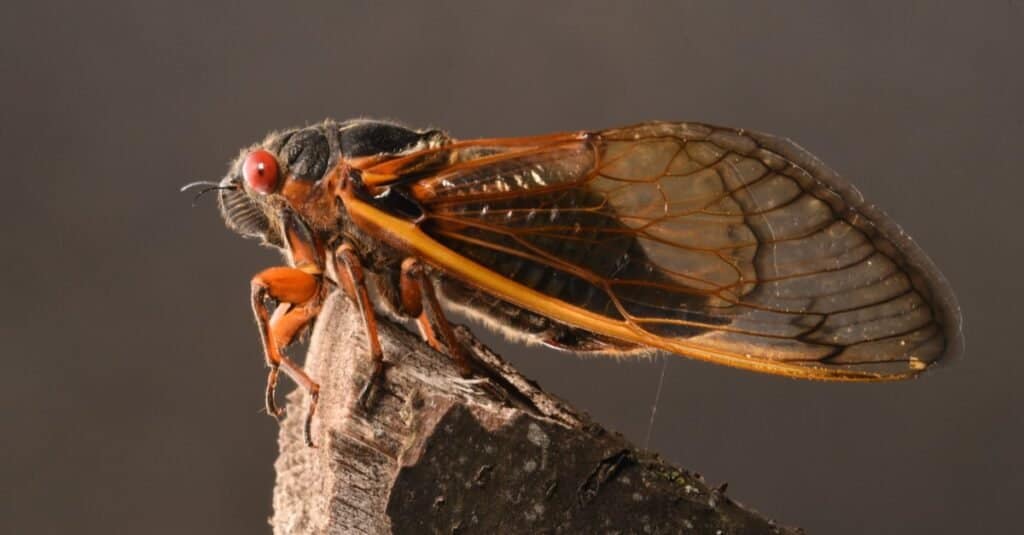 Katydid contro cicala